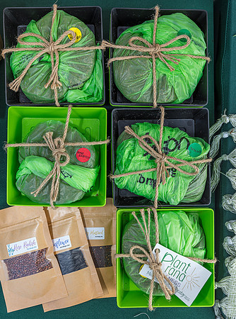 20240324-Plant-Prana-Wellness-7809-