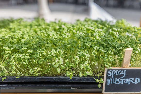 20240324-Plant-Prana-Wellness-7815