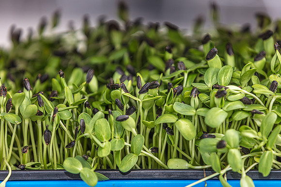 20240324-Plant-Prana-Wellness-7816