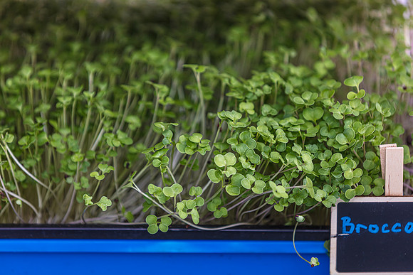 20240324-Plant-Prana-Wellness-7817