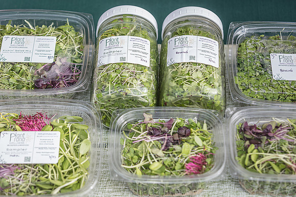 20240324-Plant-Prana-Wellness-7827