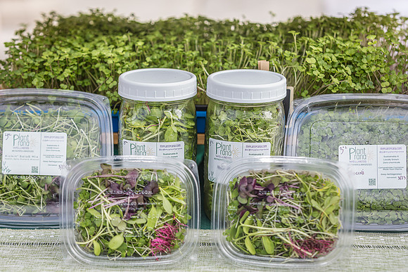 20240324-Plant-Prana-Wellness-7828-