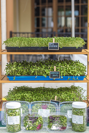 20240324-Plant-Prana-Wellness-7829-