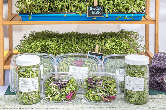 20240324-Plant-Prana-Wellness-7831