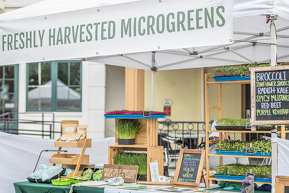 20240324-Plant-Prana-Wellness-7860