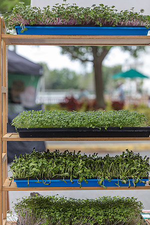 20240324-Plant-Prana-Wellness-7924