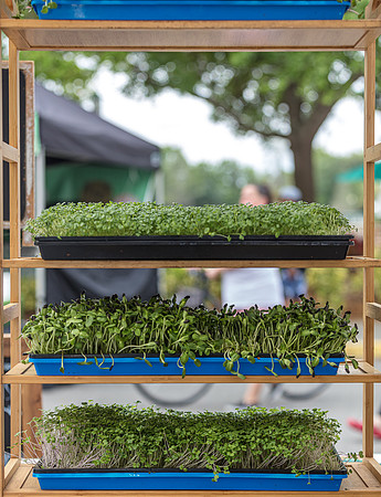 20240324-Plant-Prana-Wellness-7925-