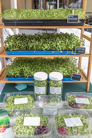 20240324-Plant-Prana-Wellness-7764