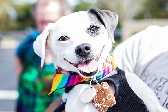 Celebration-Posh-Pooch-2277