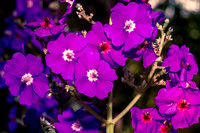 Leu Gardens Orlando