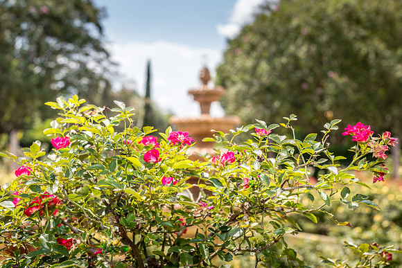 Leu Gardens Orlando