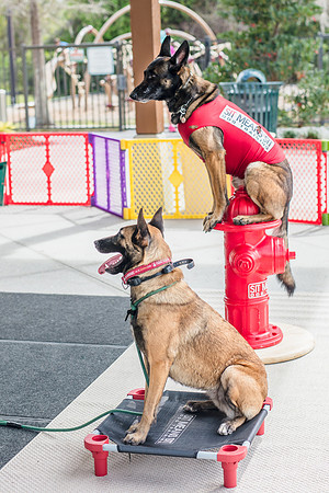 Celebration-Posh-Pooch-2260