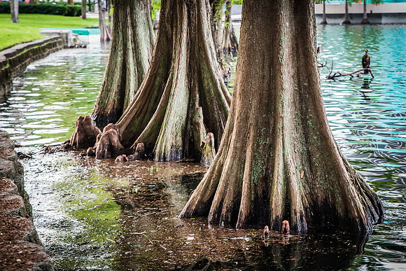 Orlando_LakeEola-4092.jpg
