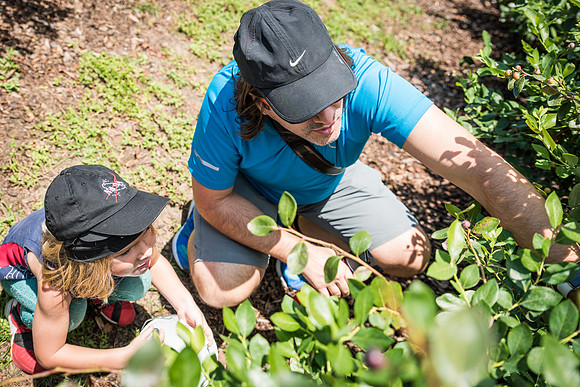 Southern-Hills-Blueberry-Farm-1375.jpg
