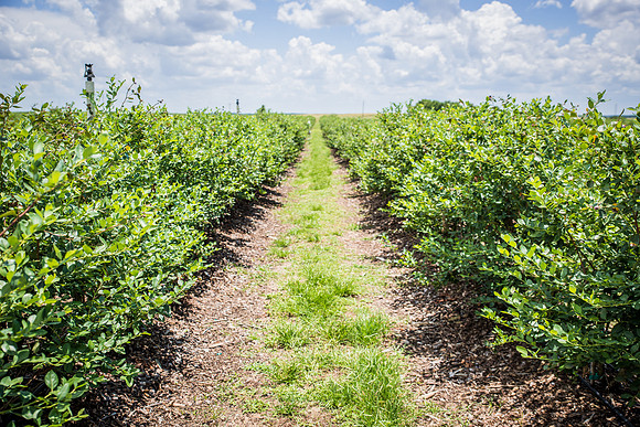 Southern-Hills-Blueberry-Farm-1372.jpg