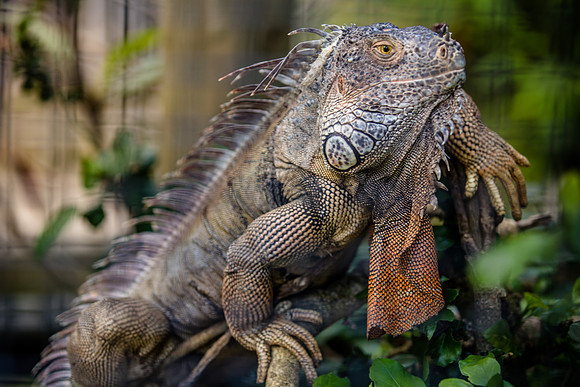 Wild Florida Airboats & Gator Park