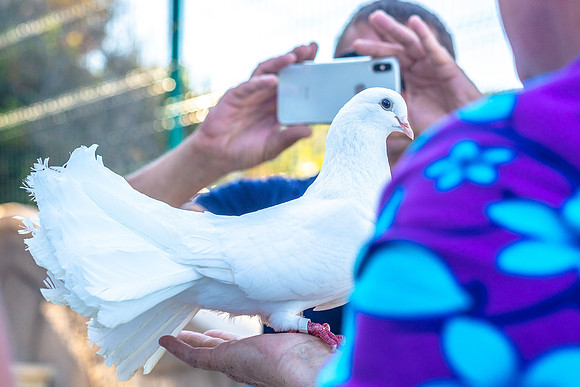 Crimea-Alushta-Yalta-9405dove