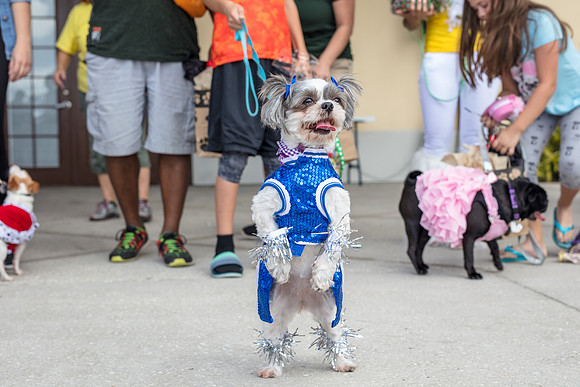 Celebration-Posh-Pooch-2376