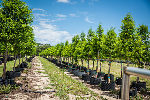 Southern-Hills-Blueberry-Farm-1433.jpg