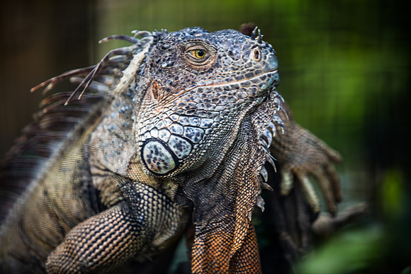 Wild Florida Airboats & Gator Park