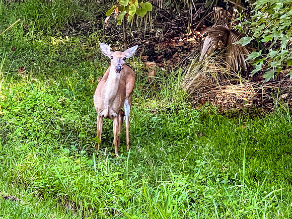 Celebration-nature-deer_7370