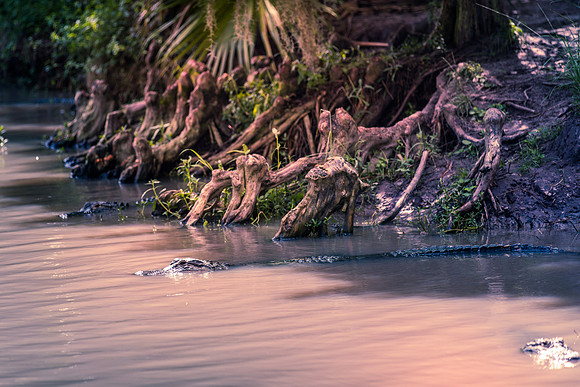 Wild Florida Airboats & Gator Park
