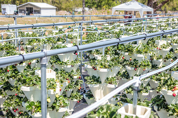 Strawberry-Farm-Orlando-3100