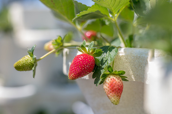 Strawberry-Farm-Orlando-3091