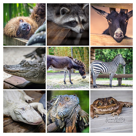 Wild Florida Airboats & Gator Park