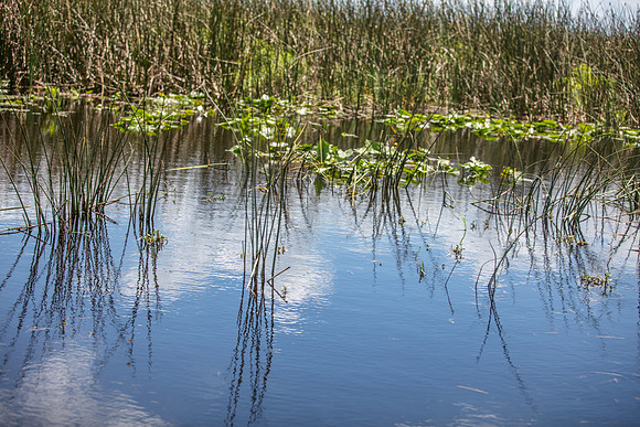 Wild Florida Airboats & Gator Park