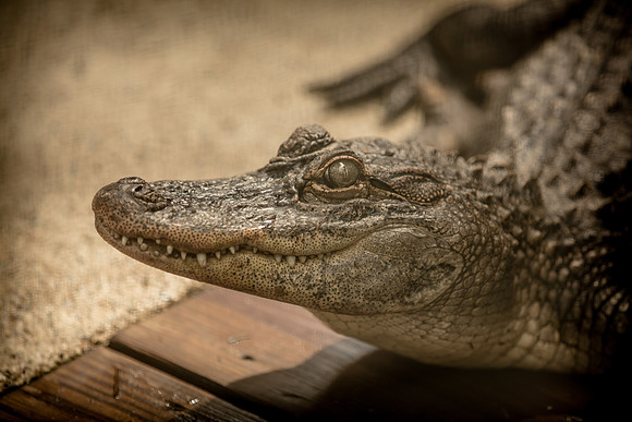 Wild Florida Airboats & Gator Park