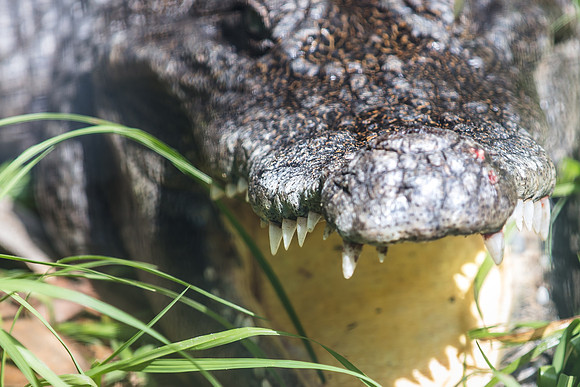 Wild Florida Airboats & Gator Park