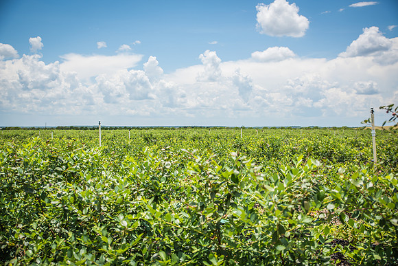 Southern-Hills-Blueberry-Farm-1394.jpg