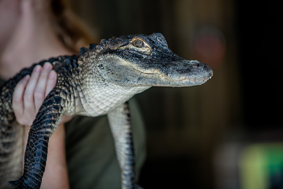 Wild Florida Airboats & Gator Park