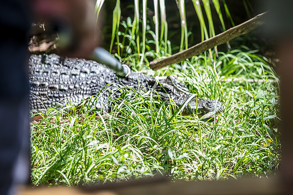 Wild Florida Airboats & Gator Park