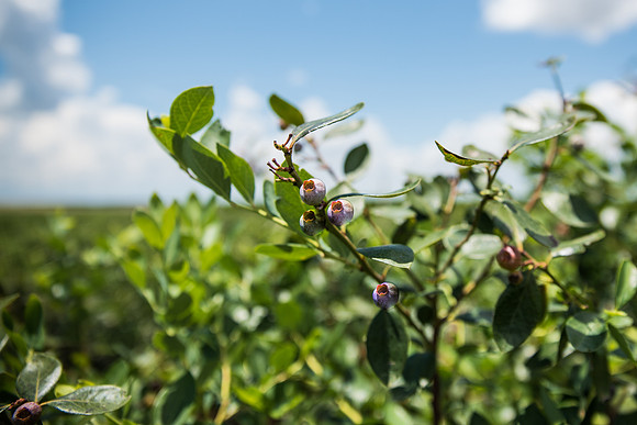 Southern-Hills-Blueberry-Farm-1363.jpg