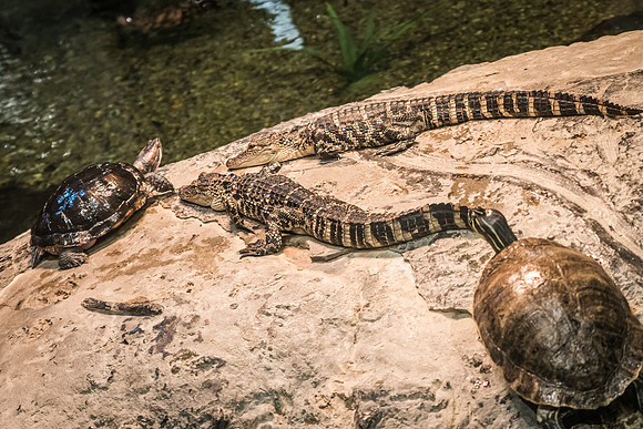 Orlando-Science-Center-2899.jpg
