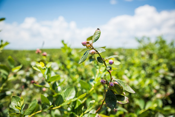 Southern-Hills-Blueberry-Farm-1384.jpg