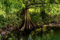 Leu Gardens Orlando