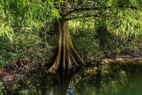 Leu Gardens Orlando