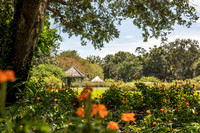 Leu Gardens Orlando