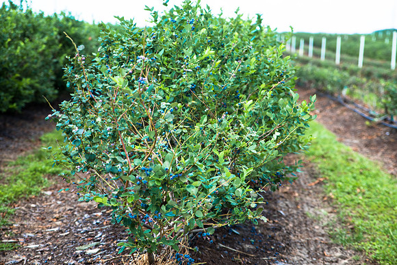Southern-Hills-Blueberry-Farm-1443.jpg