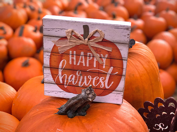 Celebration-Halloween-pumpkin-patch