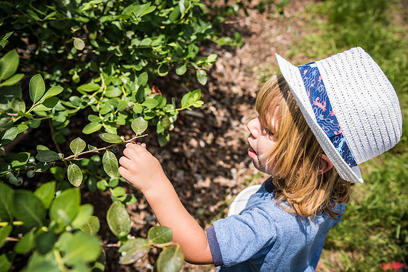 Southern-Hills-Blueberry-Farm-1387.jpg
