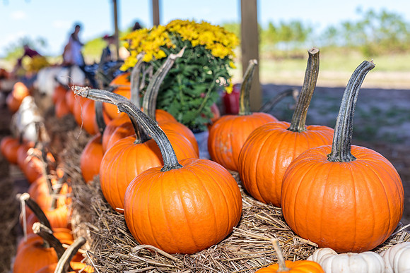 Celebration-Halloween-pumpkin-patch_6586