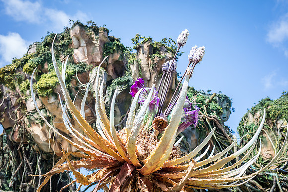Pandora-Disney-Animal-Kingdom-2774.jpg