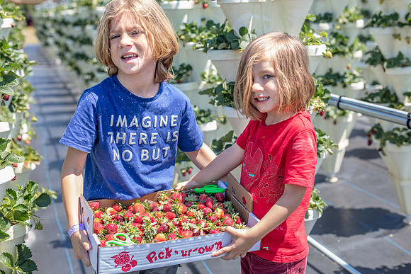 Strawberry-Farm-Orlando-3103