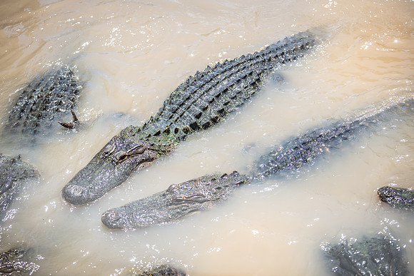 Wild Florida Airboats & Gator Park
