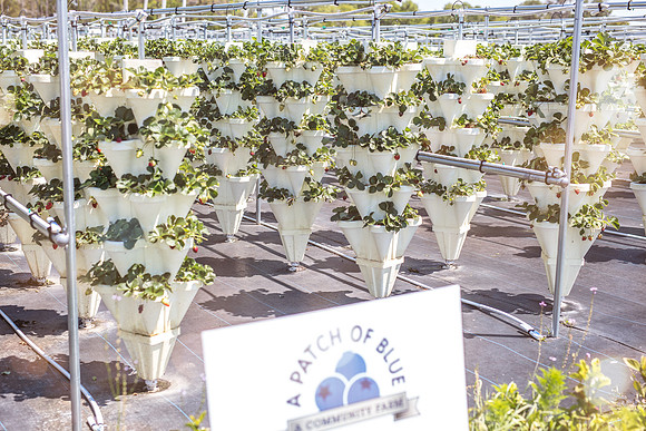 Strawberry-Farm-Orlando-3120