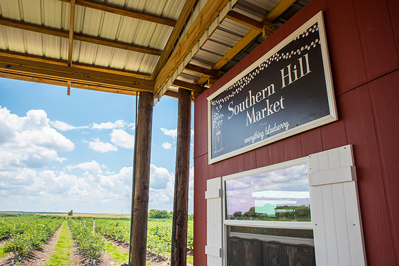 Southern-Hills-Blueberry-Farm-1342.jpg
